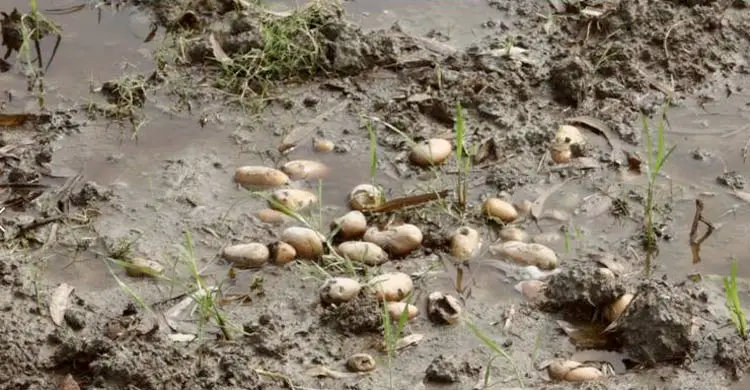 মন্দা দামের মাঝে বৃষ্টি আঘাত, দিশাহারা আলুচাষিরা