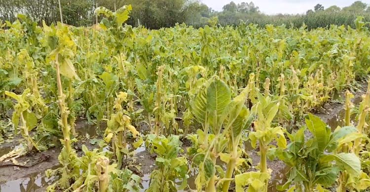 লালমনিরহাটে শিলাবৃষ্টিতে ফসলের ব্যাপক ক্ষতি