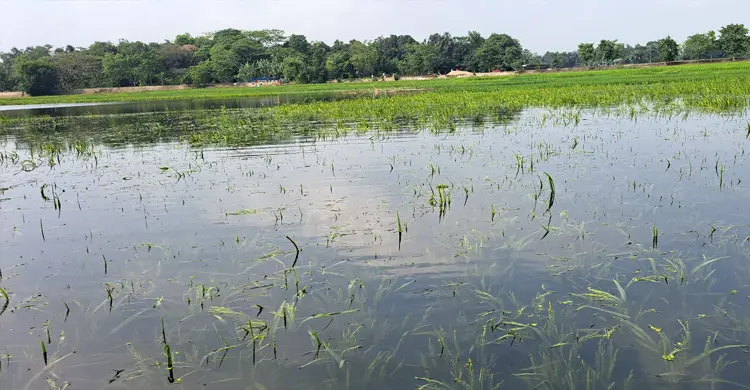 &lsquo;পানিতে ডুবে কাঁচা ধান চোখের সামনে পঁচে যাচ্ছে, চিন্তায় ঘুম অয় না&rsquo;