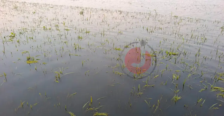 পানির নিচে ১০ হাজার বিঘা জমির ধান, দিশেহারা হাওরের হাজারো কৃষক