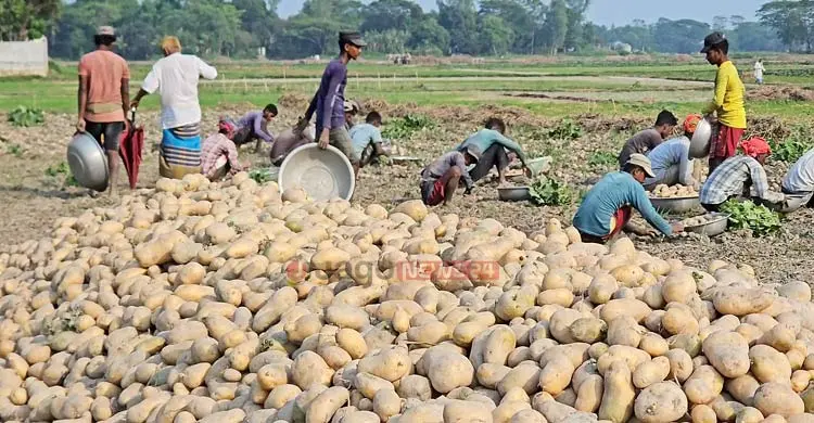 আলু চাষিদের ভাগ্য যেন উত্থান-পতনের গল্প