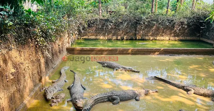 কক্সবাজারে কুমির ঘিরে সম্ভাবনা, রপ্তানির জন্য অপেক্ষা