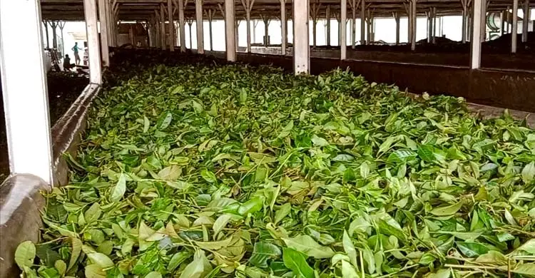 লোডশেডিংয়ের বাগড়ায় ব্যাহত চা উৎপাদন