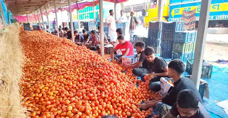 গাবুরার টমেটোর বাজার ঘিরে দেড়শ কোটি টাকার বাণিজ্য
