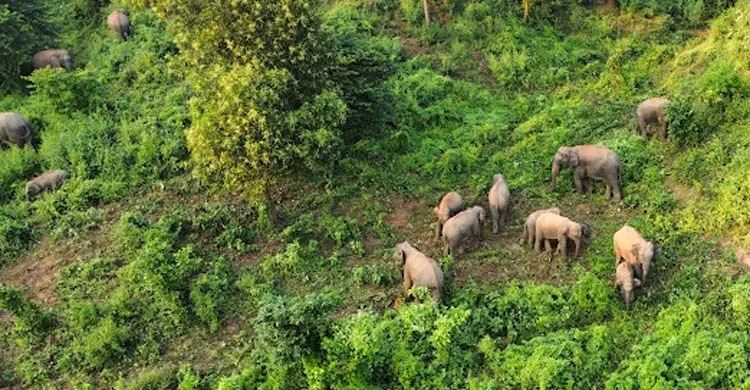 বিলুপ্তির শঙ্কা পেরিয়ে গারো পাহাড়ে বাড়ছে বন্যহাতি