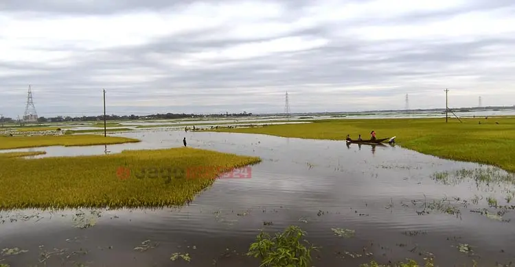 ধান হারিয়ে হাওরজুড়ে কৃষকের বোবাকান্না