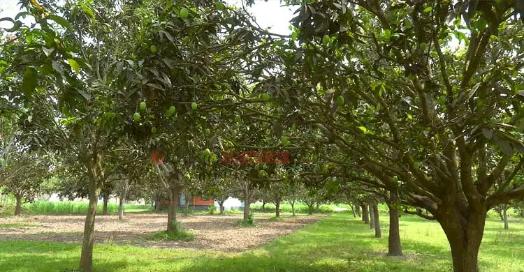 আমের মুকুলে আশা, ফলনে হতাশ চাষিরা
