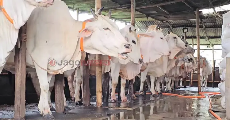 কোরবানির হাটে আজও অপ্রতিদ্বন্দ্বী মিরকাদিমের ধবল গরু