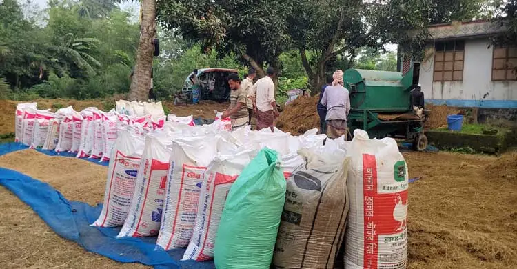 চতুর্মুখী চাপে চিড়েচ্যাপ্টা বোরো চাষি