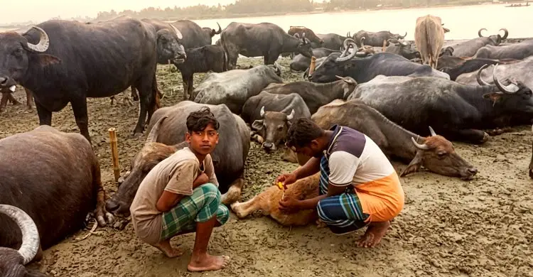 বর্ষা এলেই বুক ধড়ফড় করে চরাঞ্চলের খামারিদের