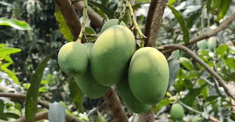 চুয়াডাঙ্গায় আম সংগ্রহ শুরু, ফরমালিন মেশালে কঠোর ব্যবস্থা