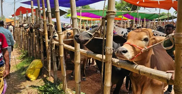 গরুর হাটে লোক দেখছে বেশি কিনছে কম
