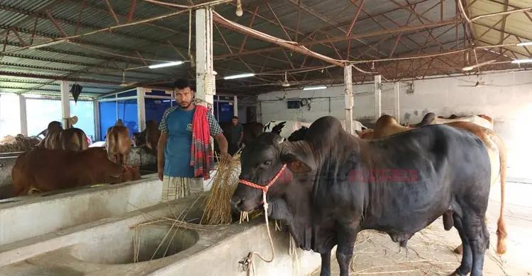 হাটে ভারতীয় গরু না ঢুকলে লাভের আশা খামারিদের