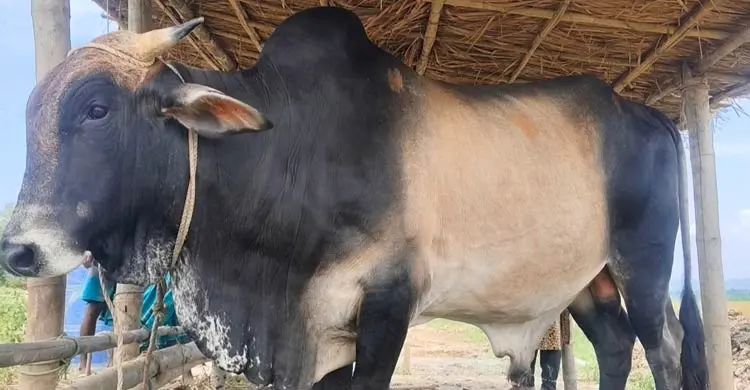 ক্রেতার অপেক্ষায় ১৫ মণের &lsquo;রয়েল&rsquo;