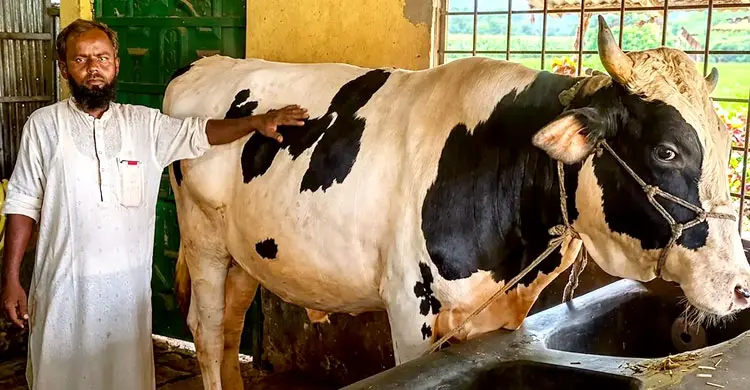 দিনাজপুরে হাটে আলোচনায় &lsquo;সম্রাট-বাদশা-রংবাজ&rsquo;