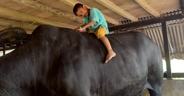 খালেদা জিয়াকে উপহার দেওয়া সেই কালো মানিক বিক্রির অপেক্ষায়, দাম ২২ লাখ