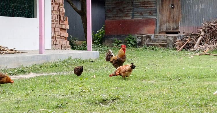 শ্বশুরবাড়িতে দেশি মোরগে জামাই আপ্যায়ন এখন কেবলই গল্প