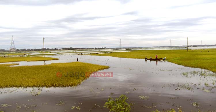হাওরে কৃষকের যন্ত্রণা ‌‘অপরিকল্পিত বাঁধ’