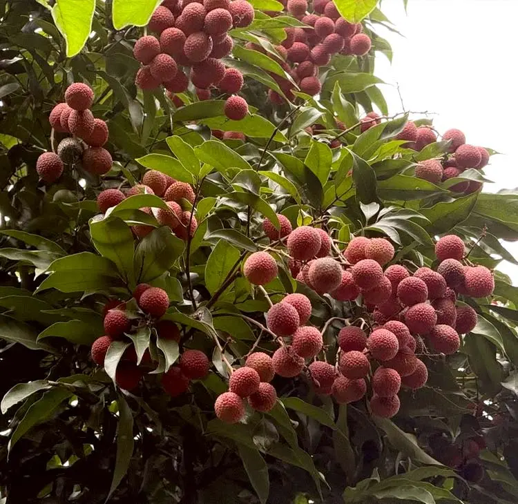 লেবু-কমলার অঞ্চলে আম-কাঁঠালের রাজত্ব
