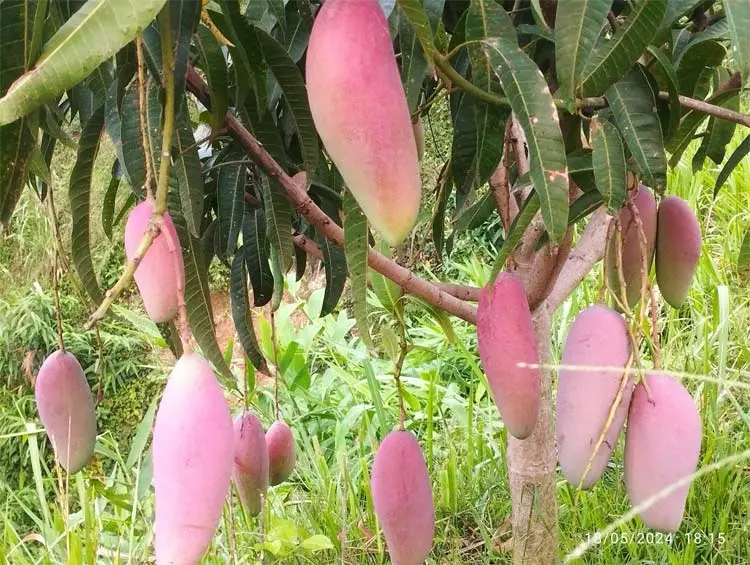 পাহাড়ে বিদেশি আম চাষে নতুন সম্ভাবনা
