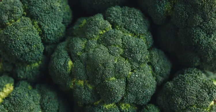 যেন ছোট্ট এক বৃক্ষ! শীতের এই সবুজ সবজির গুণ জানেন কি