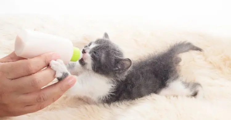 শীতে পোষা প্রাণীর যত্ন নেবেন যেভাবে