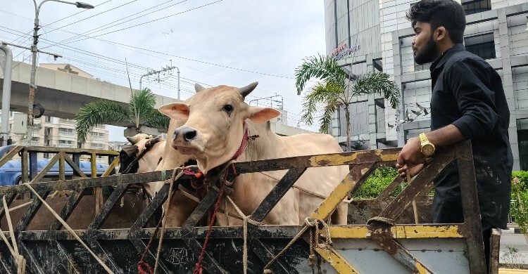 হাটের হাসিল কম দিলে কি কোরবানি হবে?