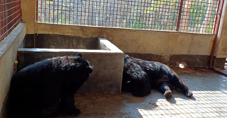 বন্ধ মেঘলা মিনি চিড়িয়াখানা, ডুলাহাজারা সাফারি পার্কে স্থানান্তর