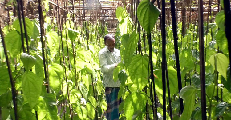 বাণিজ্যিক পান চাষে আগ্রহ হারাচ্ছেন কৃষকেরা