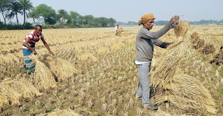 নতুন ধানের গান