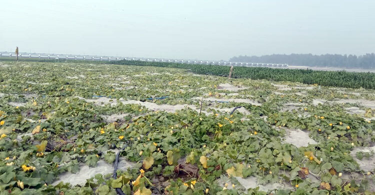 তিস্তাচরে দুলছে কৃষকের স্বপ্ন