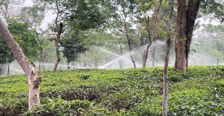 খরায় পুড়ছে চা বাগান