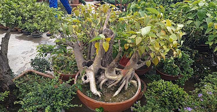 ১০০ টাকায় শুরু, এখন কোটি টাকার বনসাইয়ের মালিক সবুজ