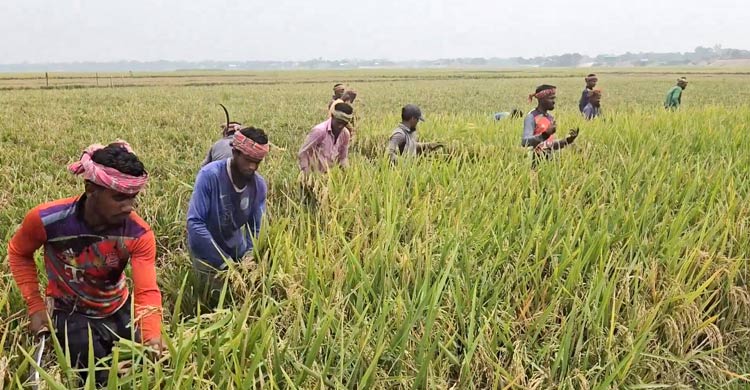 বজ্রপাতে &lsquo;প্রাণহানির শঙ্কা&rsquo; নিয়েই ধান কাটায় ব্যস্ত কৃষক