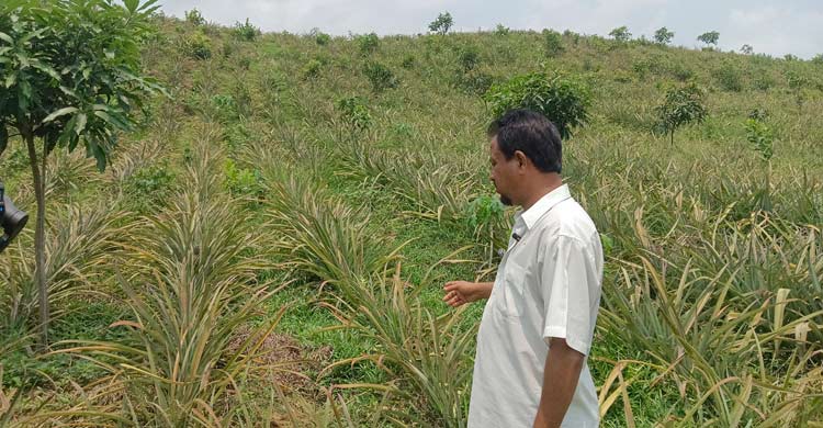 ফল চাষে ভাগ্য ফিরেছে সিরাজুলের