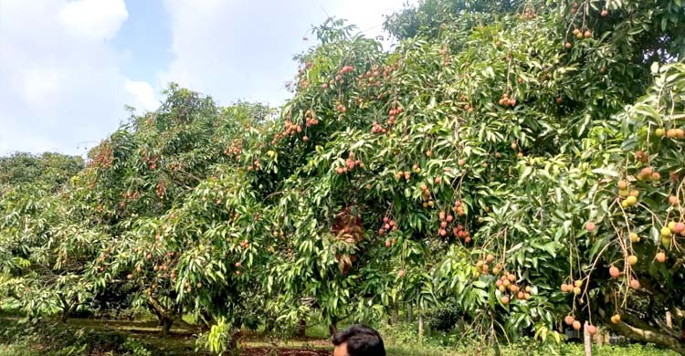 ফরিদপুরে এবার লিচুর ফলন বিপর্যয়