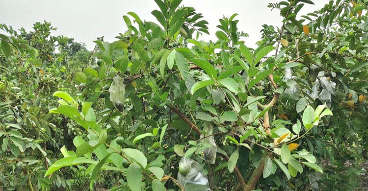 কলা-পান পেরিয়ে ড্রাগন-মাল্টায় রঙিন স্বপ্ন কৃষকের