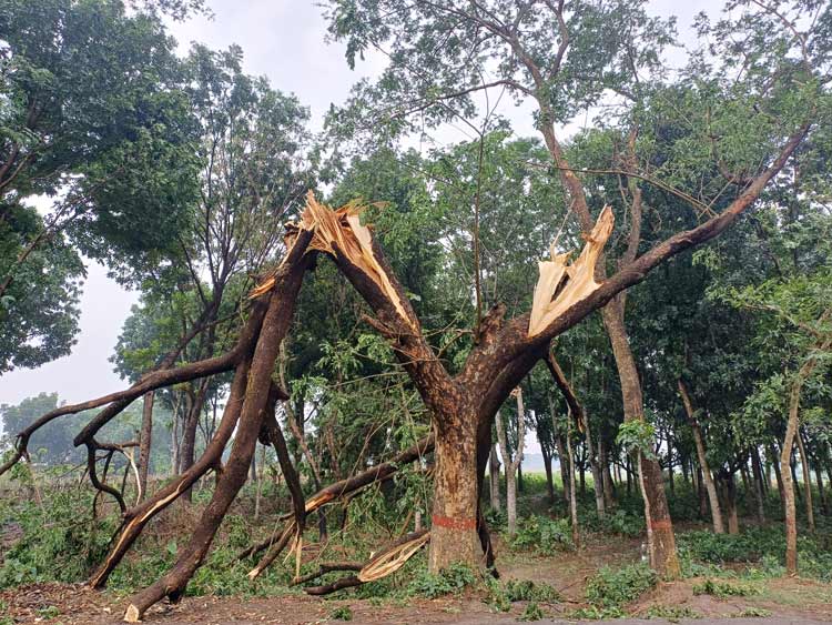 আধাঘণ্টার কালবৈশাখিতে তছনছ মেহেরপুরের ফল-ফসল ও ঘরবাড়ি