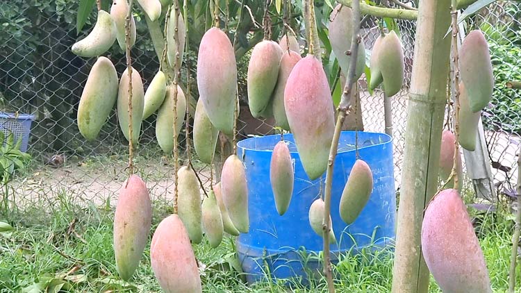 এক বাগানে বিশ্বখ্যাত ৫৭ জাতের আম চাষ করে হেলালের বাজিমাত