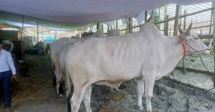 রাজধানীতে আসছে কোরবানির গরু, প্রস্তুত গাবতলী হাট