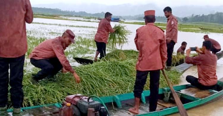 কৃষকের ধান কেটে বাড়ি পৌঁছে দিলেন আনসার সদস্যরা