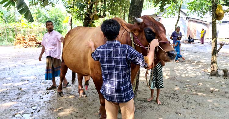 গাবতলীর হাট কাঁপাবে শেরপুরের ‘লায়ন’