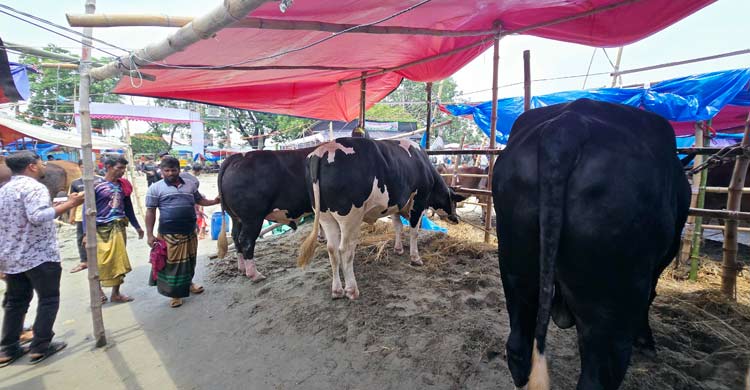 ঢাকেশ্বরী হাটের আকর্ষণ আব্দুল আলিমের তিন গরু, দাম হাঁকছেন ৩০ লাখ