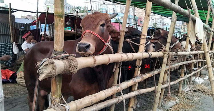 রাজধানীতে জমে উঠছে পশু বেচাকেনা, ছোট ও মাঝারি গরুর চাহিদা বেশি