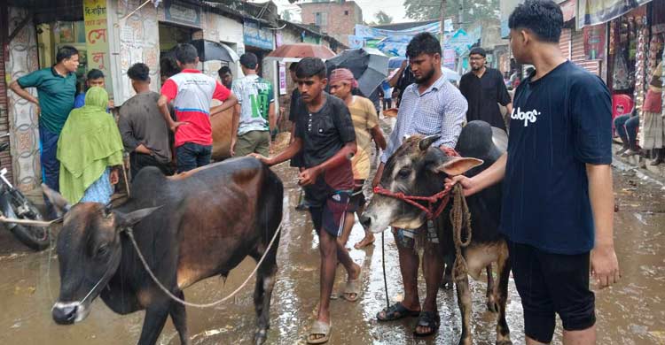 বিক্রিতে বৃষ্টির বাগড়া, দামে ক্রেতা খুশি হলেও অখুশি বিক্রেতা