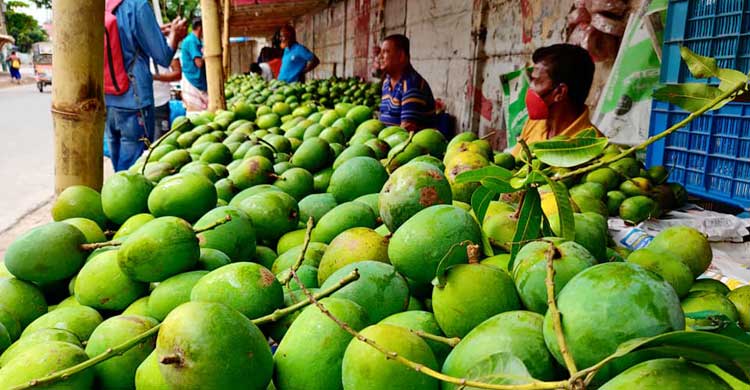 গরম-ঈদের ছুটিতে আম চাষির সর্বনাশ