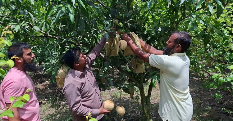 চাকরি না পেয়ে আম চাষের শুরু, আজ সফল উদ্যোক্তা সজিব
