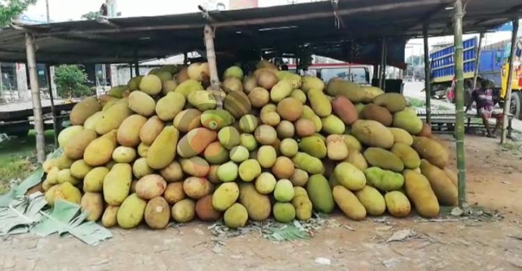 সংরক্ষণের অভাবে পচে নষ্ট লাখ লাখ টাকার কাঁঠাল