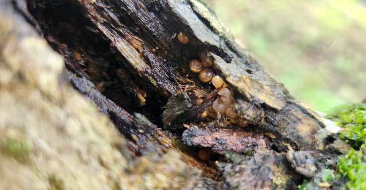 গাছেই পুরো জীবনচক্র সম্পন্ন করে গেছো শামুক: রাবিতে গবেষণা