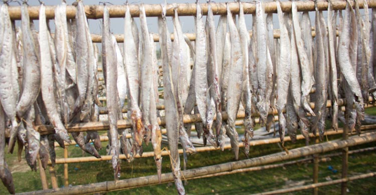 সামুদ্রিক মাছ কেন খাবেন